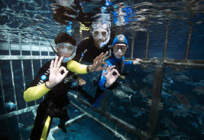 Snorkeling in Dubai Aquarium and Underwater Zoo